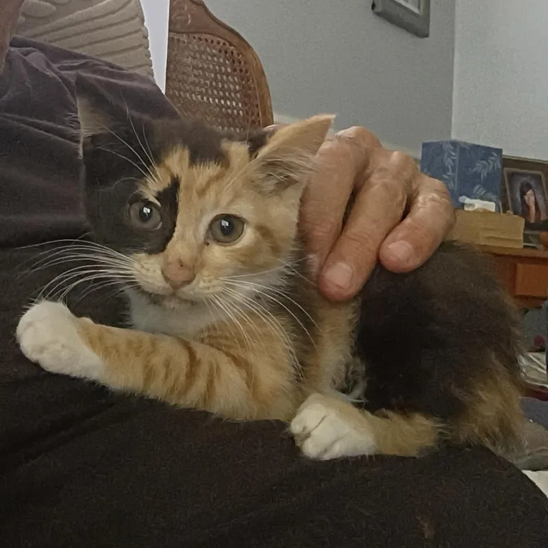 Reba