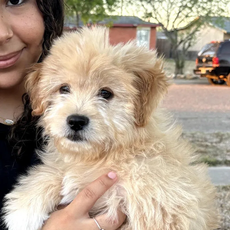 A young small-sized male White / Cream Lhasa Apso dog named Teddy for adoption in Brownsville, TX