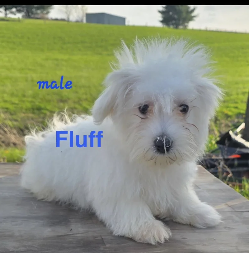 Fluff