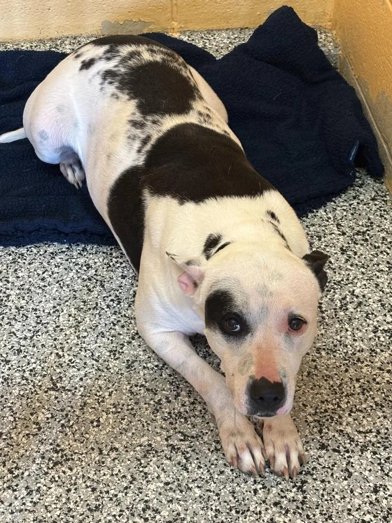 An adult large-sized female Pit Bull Terrier dog named Malaa for adoption in Little Elm, TX