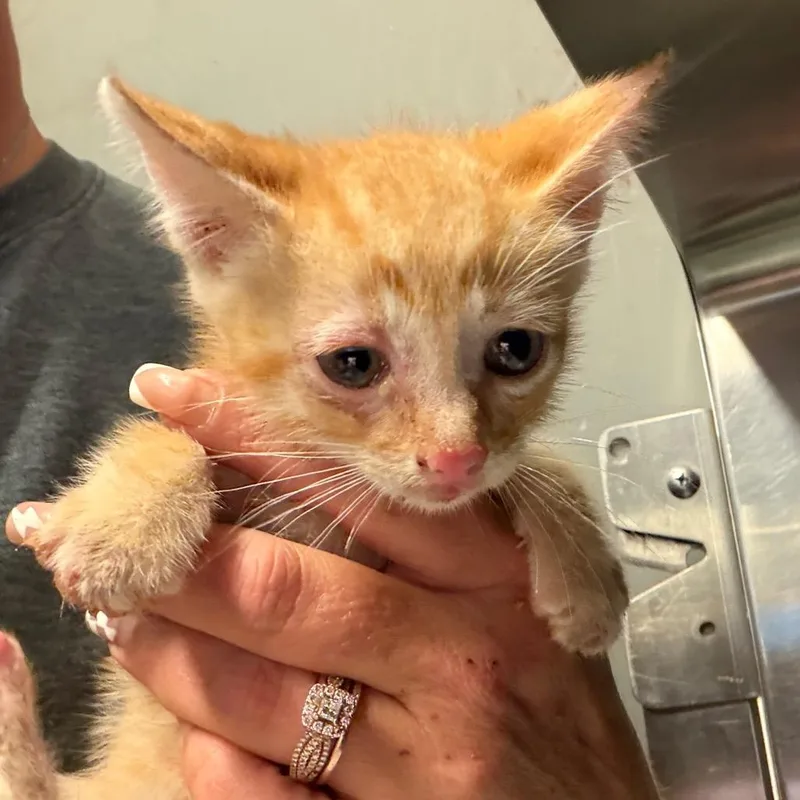 A baby small-sized male Orange / Red Domestic Short Hair cat named Rocky Road for adoption in Lake Jackson, TX