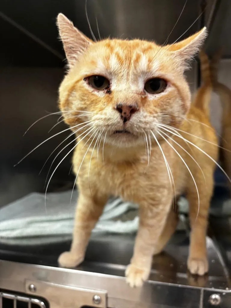 A senior large-sized male Domestic Short Hair cat named Henry for adoption in Lima, OH