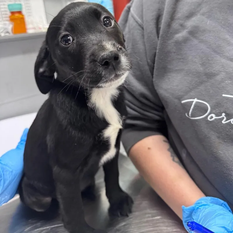 A baby small-sized female Black Mixed Breed dog named Hotdog for adoption in Summerville, SC