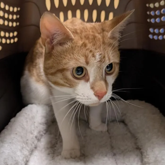 An adult medium-sized male Orange / Red Domestic Short Hair cat named Buddy The Breakout Star for adoption in Baltimore, MD