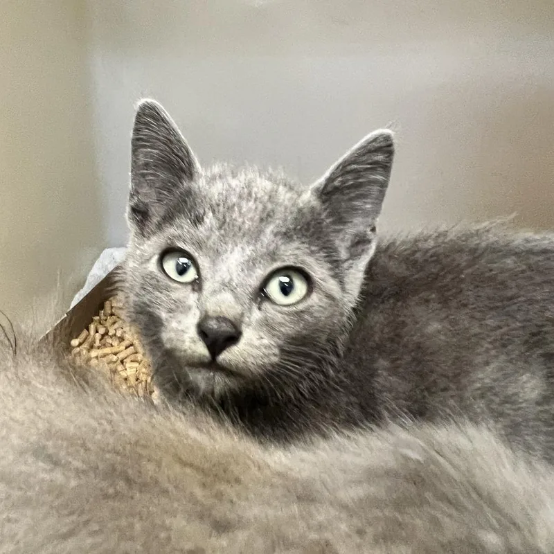 A baby small-sized female Gray / Blue / Silver Domestic Short Hair cat named 71817 for adoption in Harrisonburg, VA