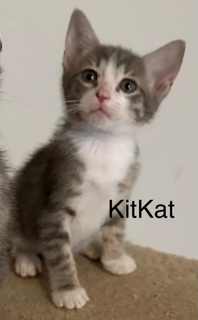A baby small-sized female Domestic Short Hair cat named Kitkat for adoption in Spring, TX