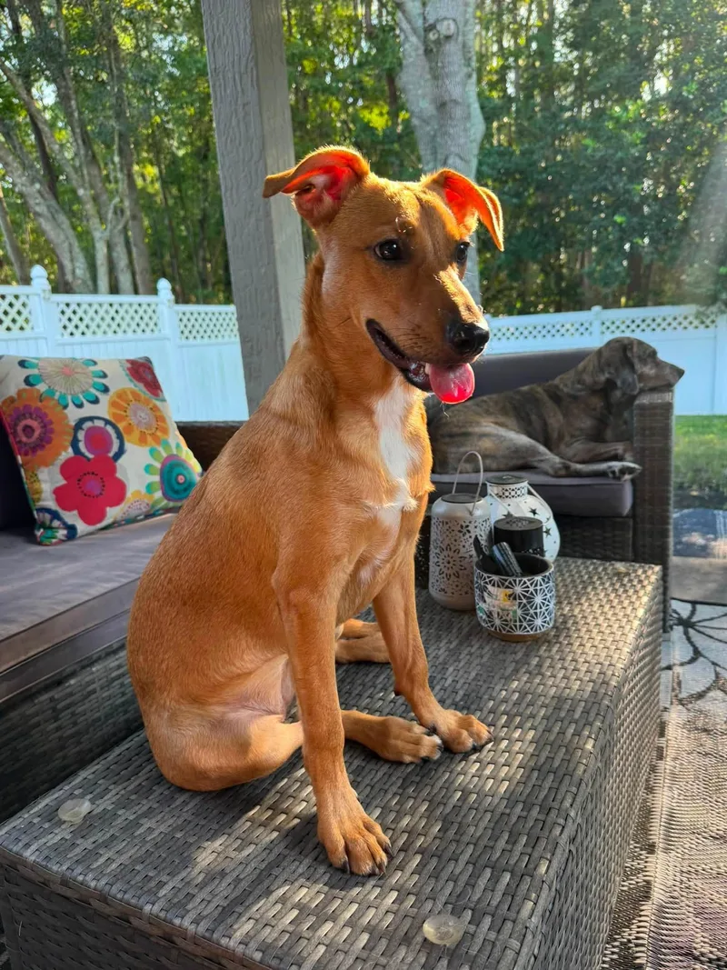 A young medium-sized female Hound dog named Fallon for adoption in Glen St Mary, FL