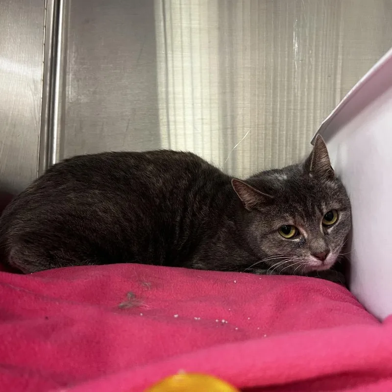 Skittlesrachel thumbnail 2