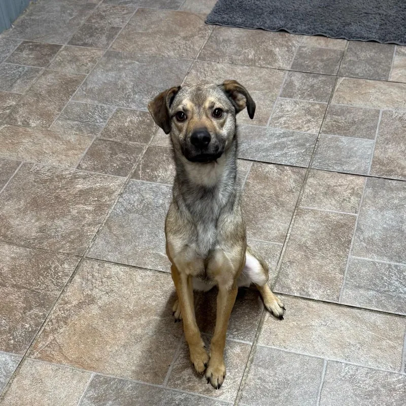 An adult medium-sized female Yellow / Tan / Blond / Fawn Mixed Breed dog named Tilly for adoption in Homer, NY