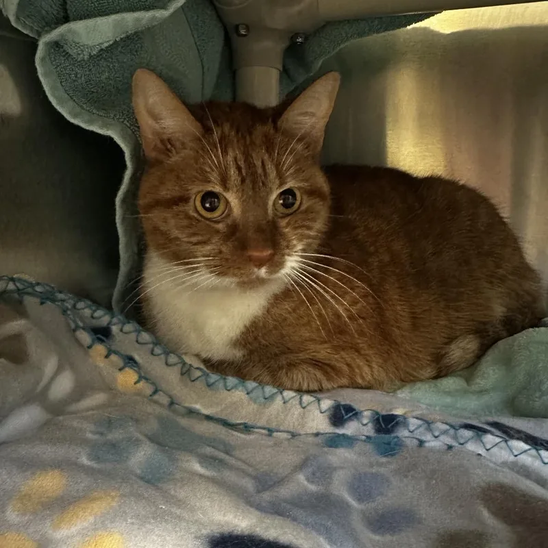 A senior large-sized male Orange / Red Domestic Short Hair cat named Cleatus for adoption in Fredericksburg, VA