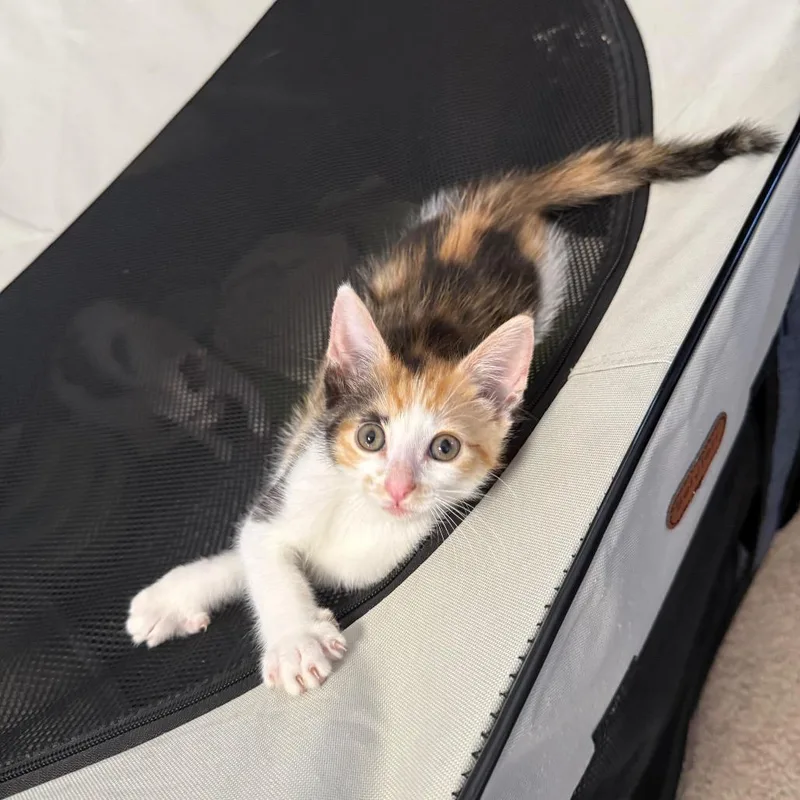 A baby small-sized female Calico Domestic Short Hair cat named Trixie for adoption in Los Angeles, CA