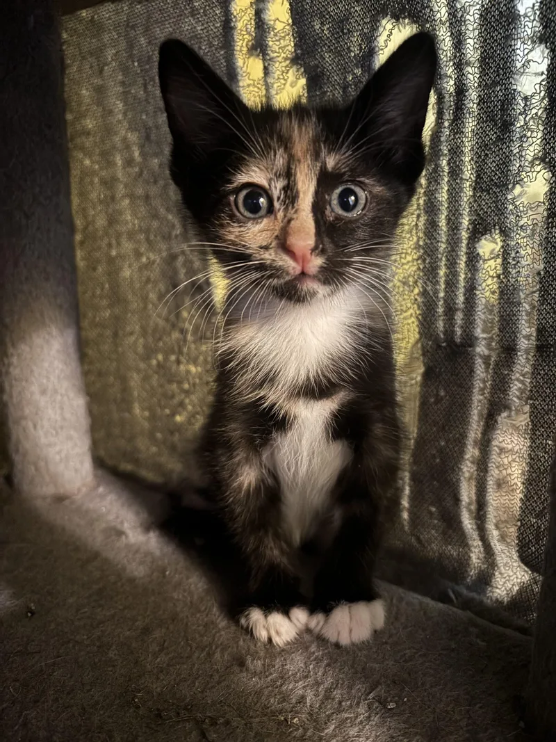 A baby small-sized female Tortoiseshell Domestic Short Hair cat named Valentina for adoption in Kirksville, MO