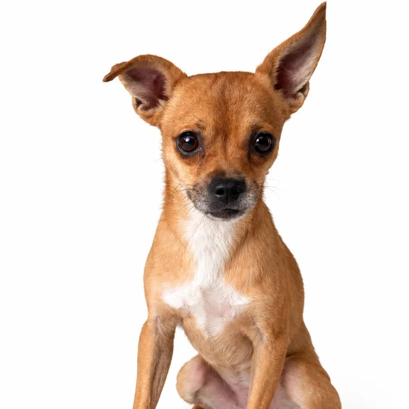 An adult small-sized male Chihuahua dog named Max for adoption in Saratoga Springs, NY