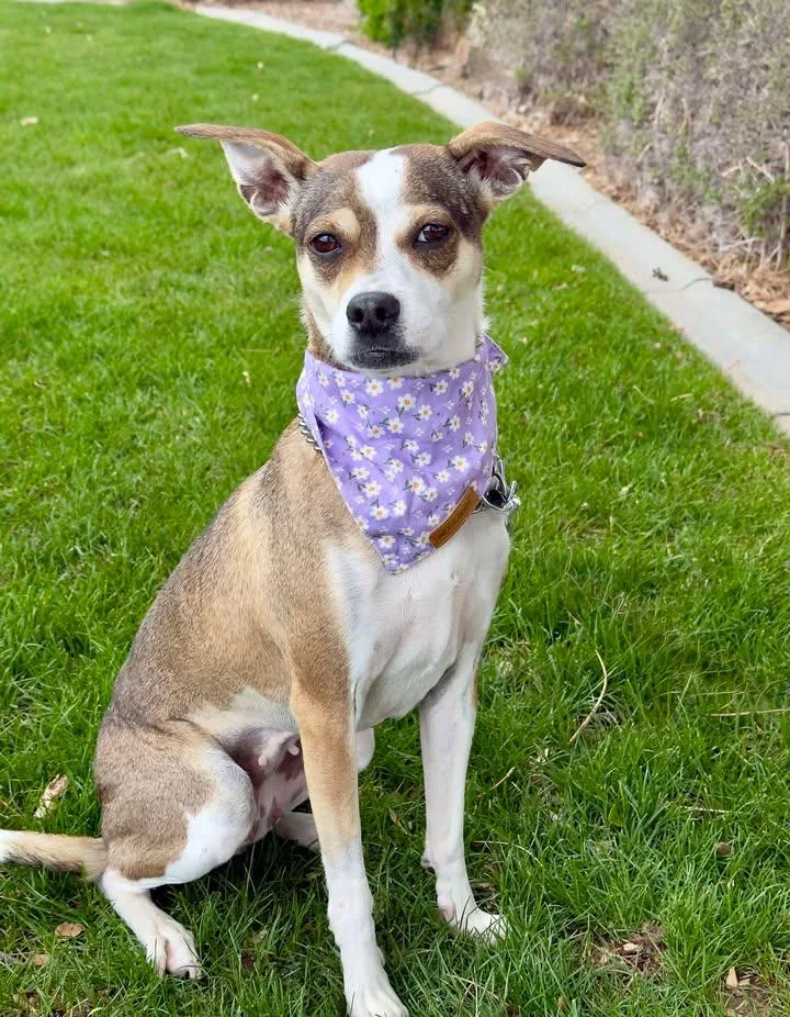 An adult small-sized female Brindle Terrier dog named Bailey for adoption in Gardnerville, NV