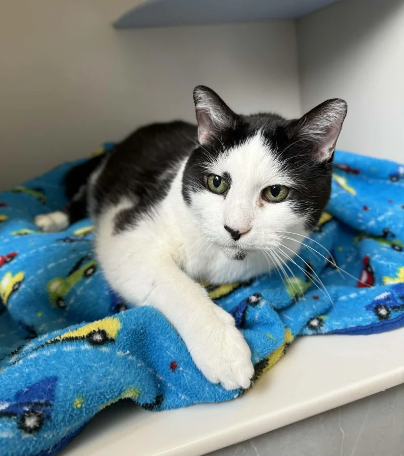 A senior large-sized male Black Domestic Short Hair cat named Chubbs for adoption in Elizabethtown, NY
