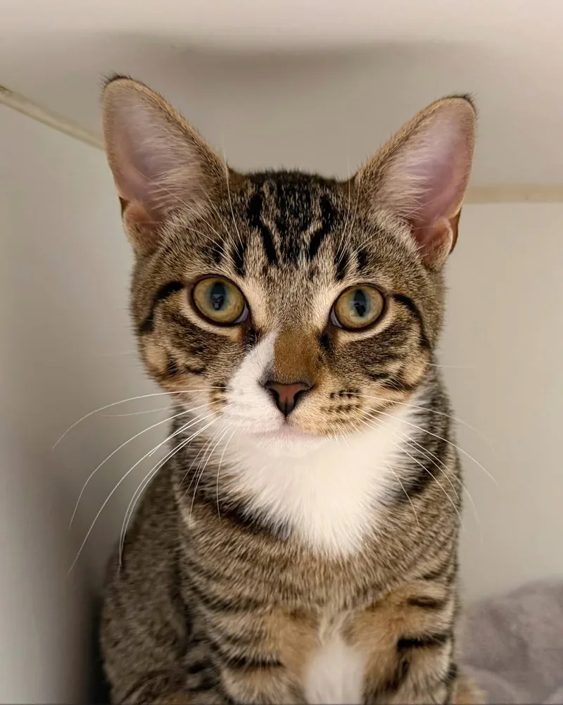 A baby small-sized female Tabby (Brown / Chocolate) Domestic Short Hair cat named Avery for adoption in Norwalk, CT