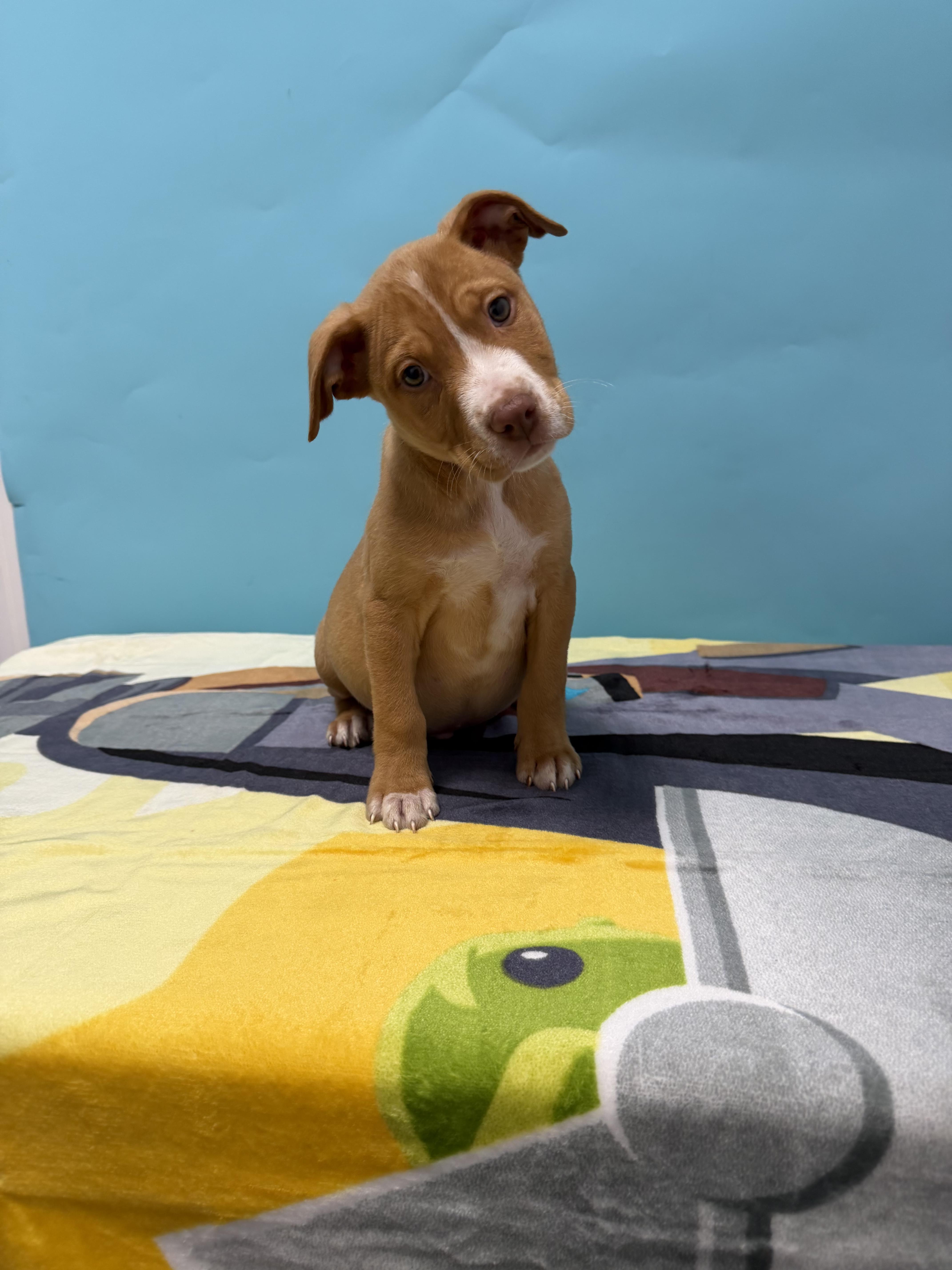 A baby medium-sized male Apricot / Beige Boxer dog named Quest for adoption in Loogootee, IN