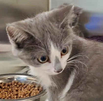 A young large-sized female Domestic Short Hair cat named Toot for adoption in Kansas City, MO