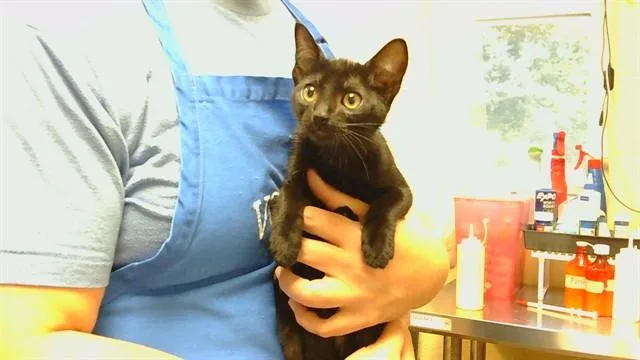 A baby medium-sized female Domestic Short Hair cat named Luna for adoption in Cookeville, TN