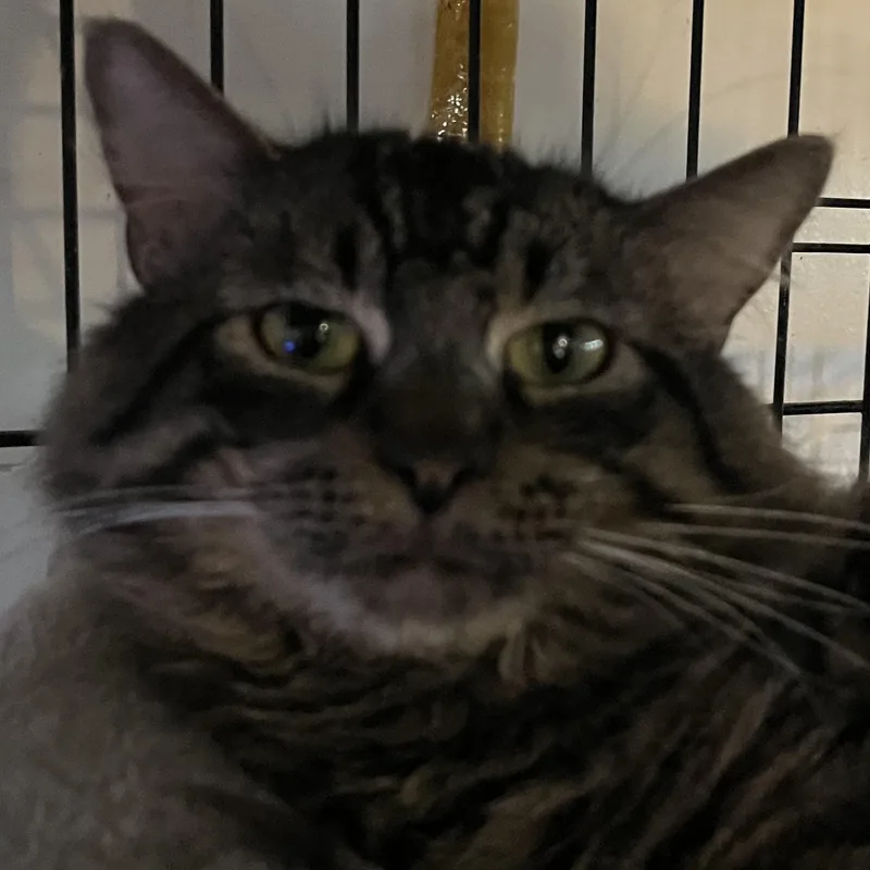 A young medium-sized male Maine Coon cat named Reggie for adoption in Danbury, CT