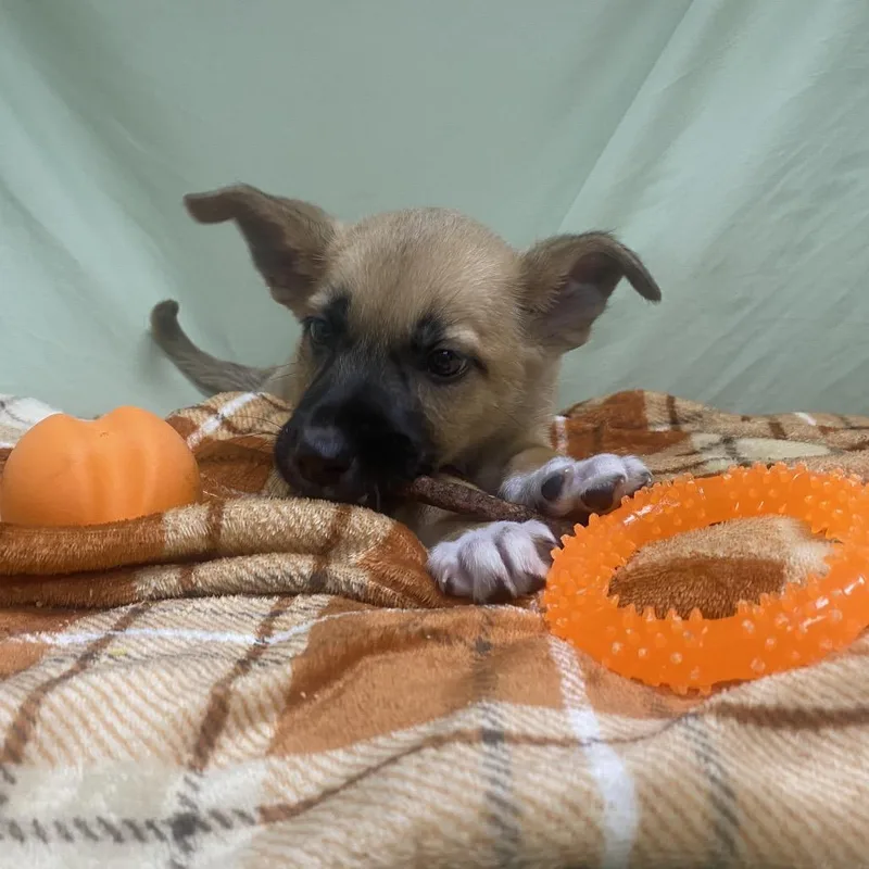 A baby small-sized female Brown / Chocolate Mixed Breed dog named Freda for adoption in Caryville, TN