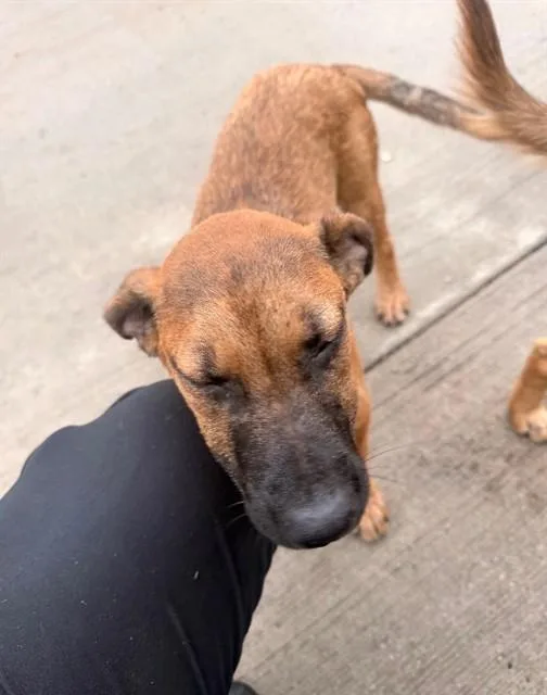 A young small-sized male Mixed Breed dog named Cujo for adoption in Dallas, TX