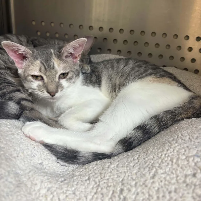 A baby medium-sized female Dilute Calico Domestic Short Hair cat named Blythe for adoption in Orange, VA