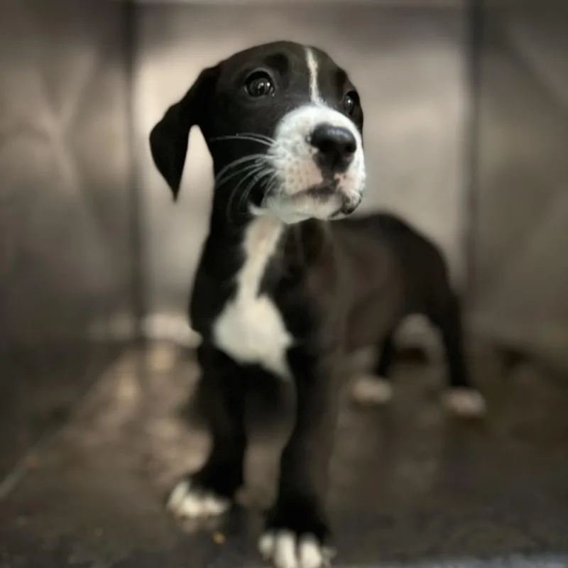 A baby small-sized male Terrier dog named Mu Shu for adoption in San Antonio, TX
