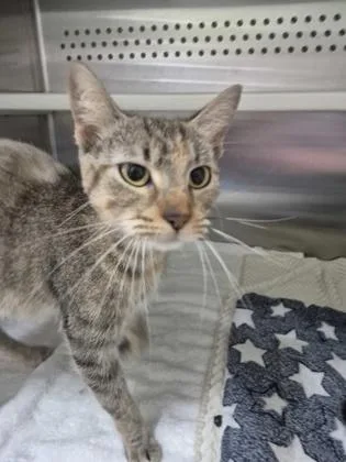 An adult medium-sized female Domestic Short Hair cat named Wilma for adoption in Columbus, IN