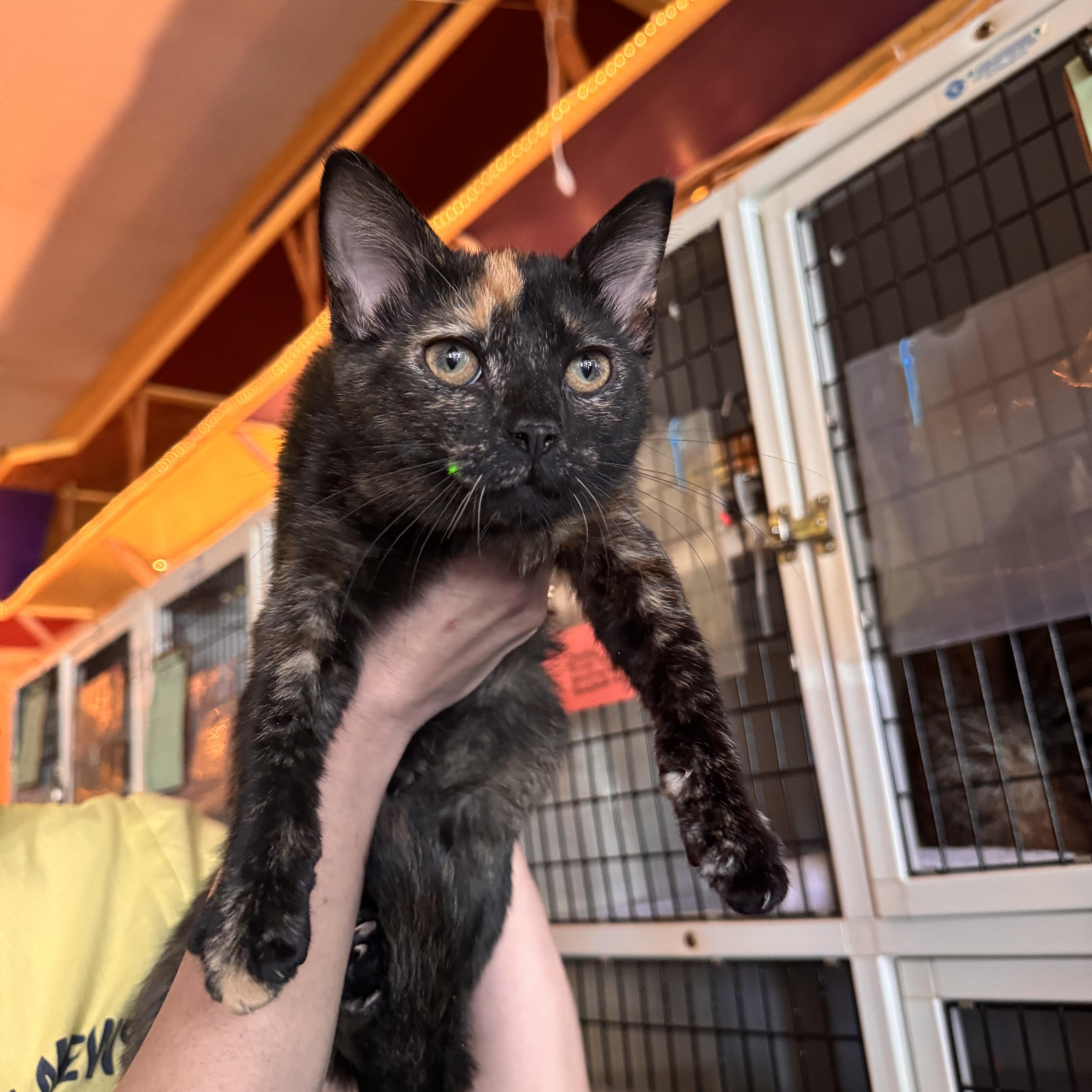 A young medium-sized female Tortoiseshell cat named Star for adoption in Memphis, TN