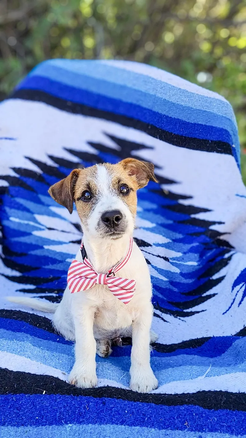 A baby small-sized male Golden Jack Russell Terrier dog named Fudge for adoption in Anza, CA