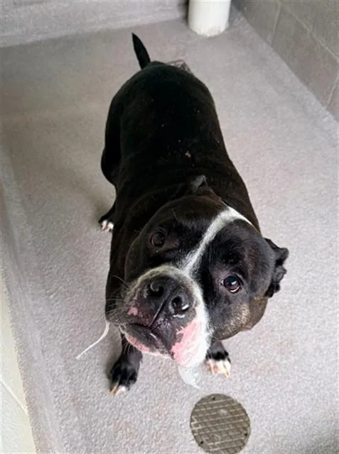 An adult medium-sized male Pit Bull Terrier dog named Norman for adoption in Statesville, NC