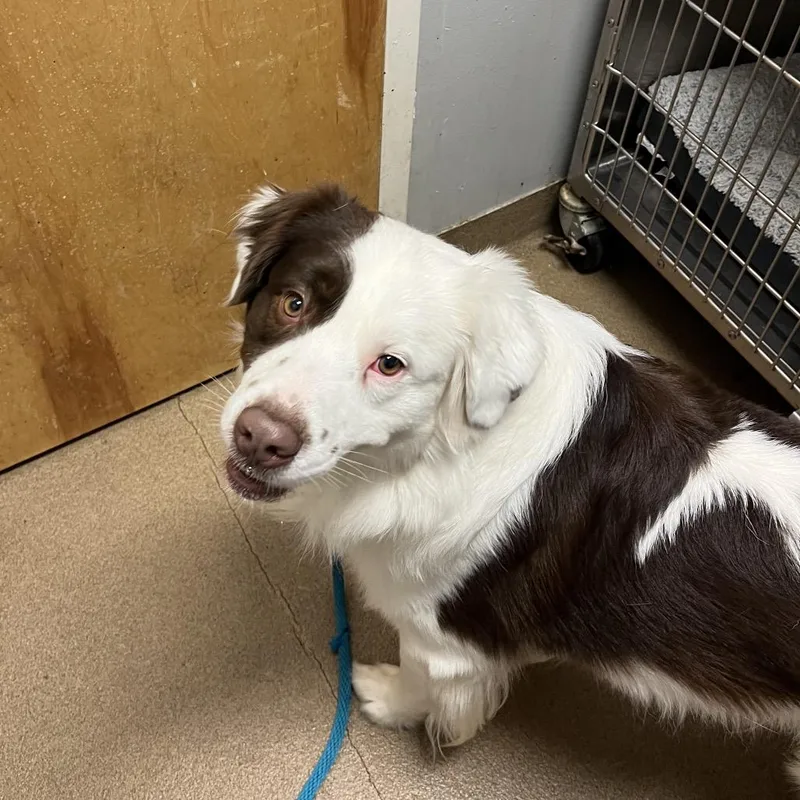 An adult medium-sized male White / Cream Mixed Breed dog named Ozzy for adoption in Chattanooga, TN
