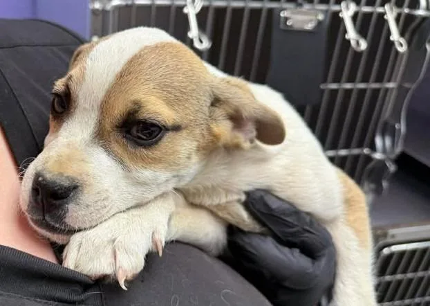 A baby small-sized male Mixed Breed dog named Snickers for adoption in Lavonia, GA