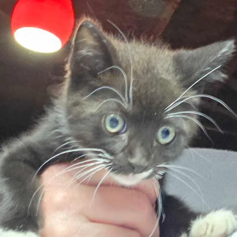 A baby small-sized male Black Domestic Short Hair cat named Big League for adoption in Hanna City, IL