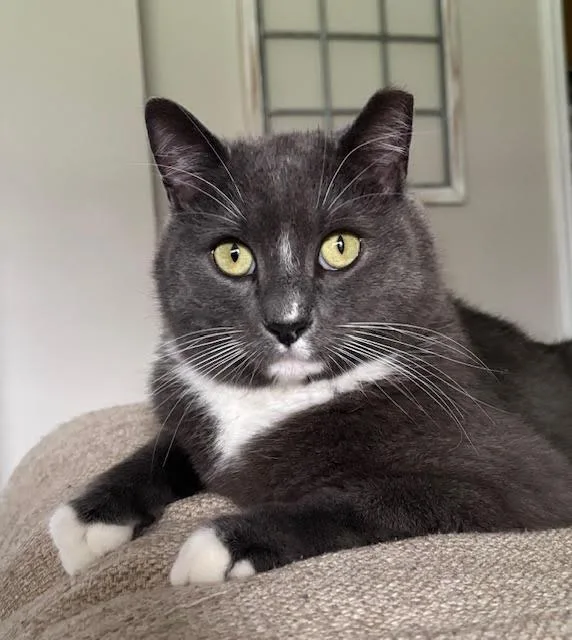 An adult large-sized male Domestic Short Hair cat named Theo for adoption in Rochester, NY