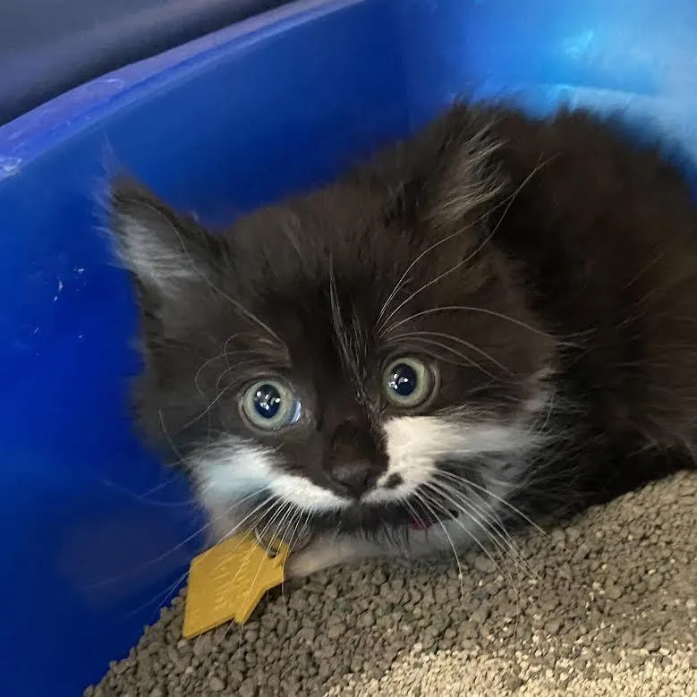 A baby small-sized male Black Domestic Long Hair cat named Blast for adoption in Springfield, MA