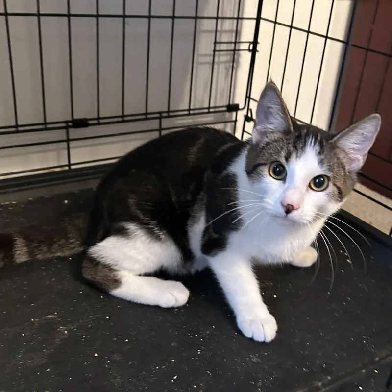 Dionysis thumbnail 2