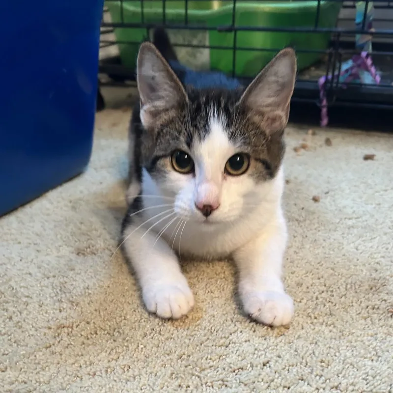 Dionysis thumbnail 3