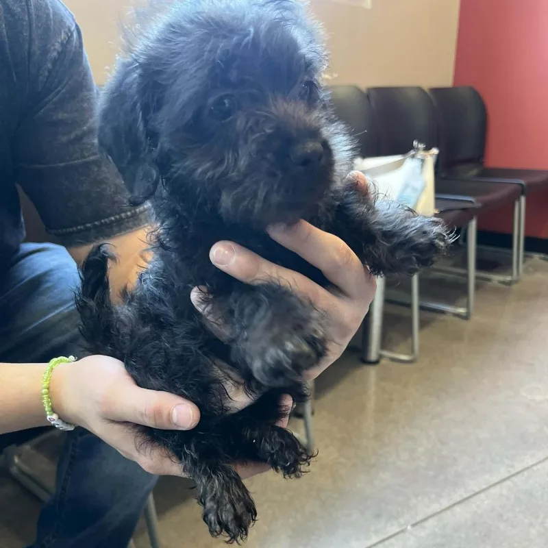 Kowalski thumbnail 2