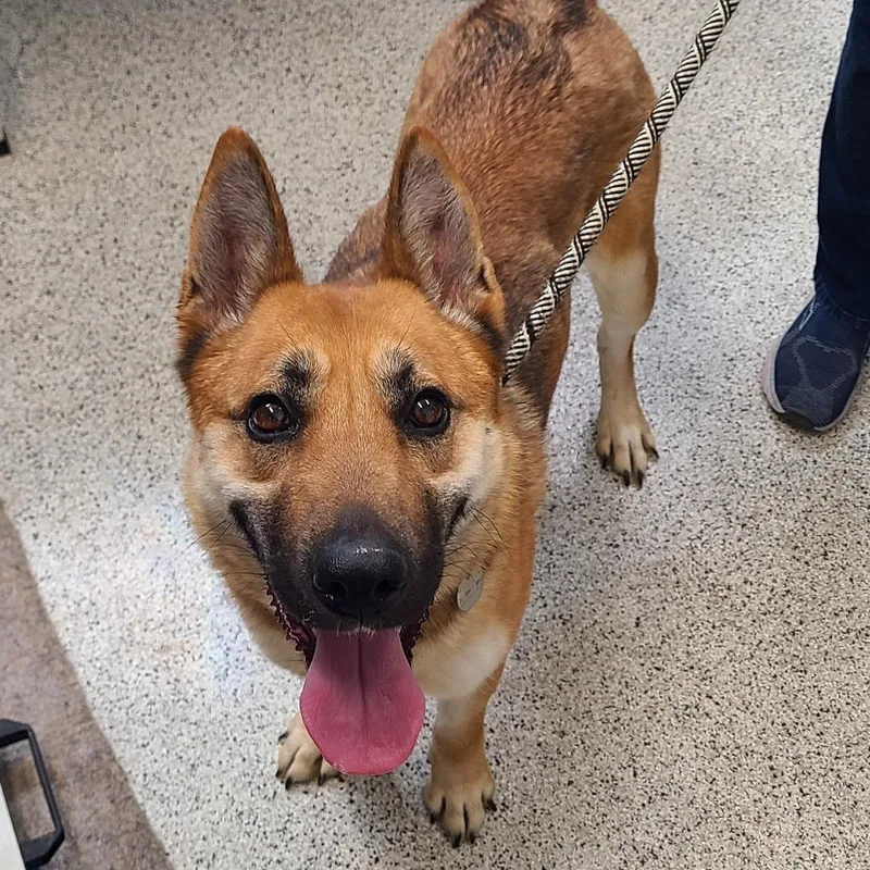 An adult medium-sized female Yellow / Tan / Blond / Fawn Shepherd dog named Mars for adoption in Oak Park, IL
