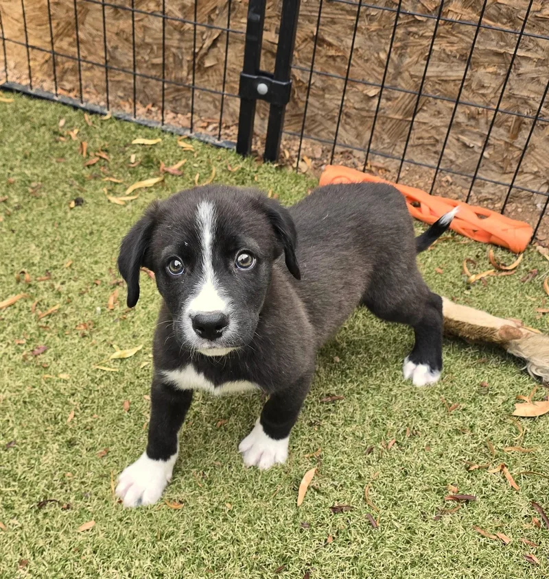 A baby medium-sized male Border Collie dog named Tohono for adoption in Apache Junction, AZ