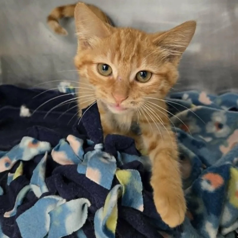 A baby medium-sized male Orange / Red Domestic Short Hair cat named Seth for adoption in Watertown, WI