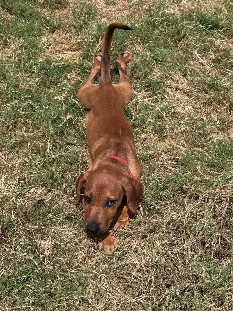 A baby medium-sized female Hound dog named Cookie for adoption in Temple, TX