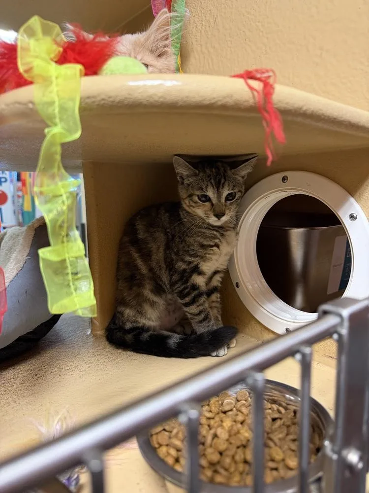 A baby small-sized female Domestic Short Hair cat named Pixel for adoption in Carrollton, VA