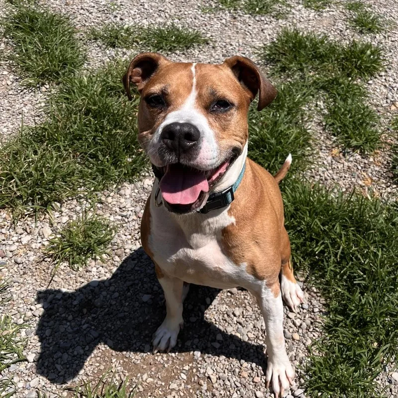 A senior large-sized male Yellow / Tan / Blond / Fawn Mixed Breed dog named Cruz for adoption in Fairport, NY