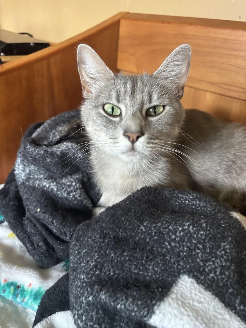 A baby small-sized female Tabby cat named Sylvie for adoption in Melrose, MA