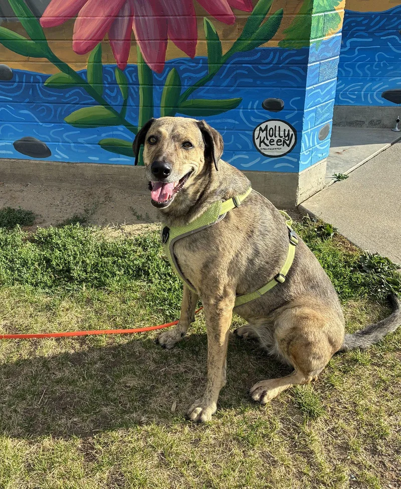 An adult medium-sized female Mixed Breed dog named Chuleta for adoption in Seattle, WA