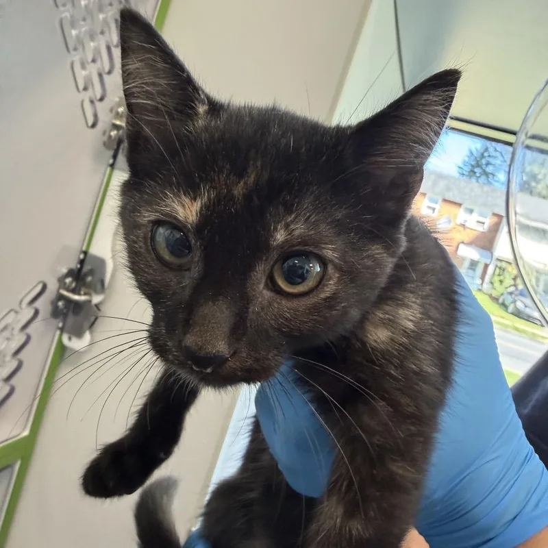 A baby small-sized female Domestic Short Hair cat named Thing for adoption in Allentown, PA
