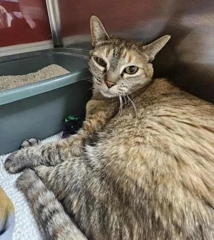 An adult small-sized female Domestic Short Hair cat named Tiger Lilly for adoption in Phoenix, AZ